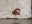 レッドラムズホンを食べるオオマドボタルの幼虫