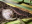 陸貝（カタツムリ）を食べるクロマドボタルの幼虫