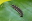 オキナワマドボタルの幼虫