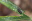 クロマドボタルの幼虫